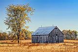 Tree & Barn_16857